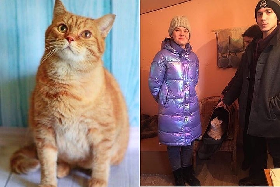 У кота теперь есть новые хозяева. Фото: личный архив героев публикации.