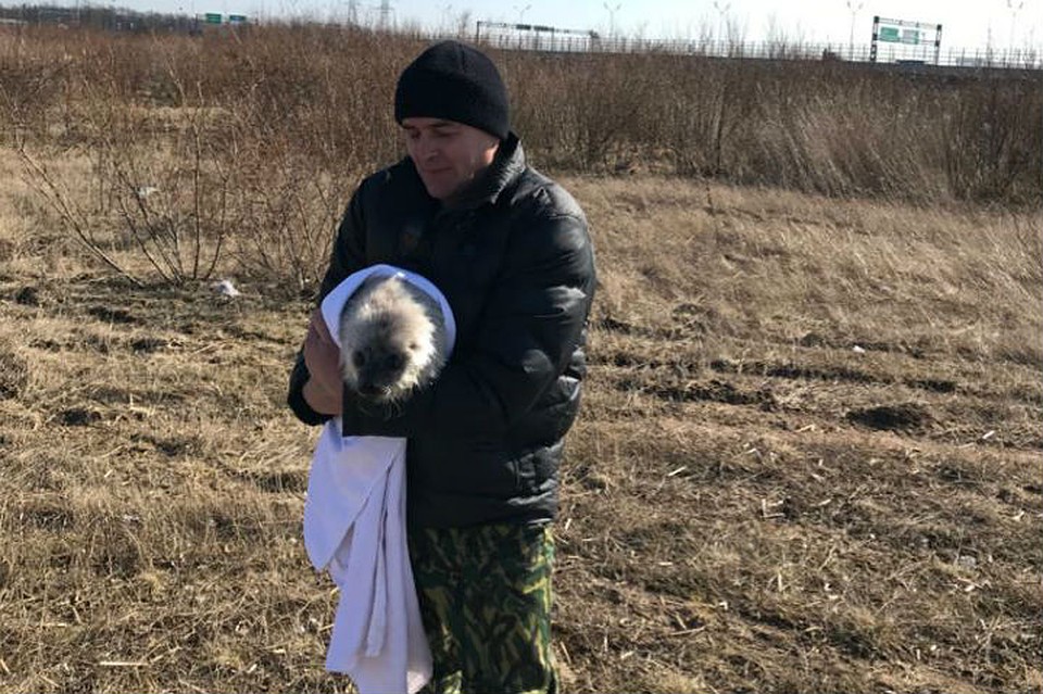 Все чаще бельков стали находить в лесу или поле / Фото: Водоканал