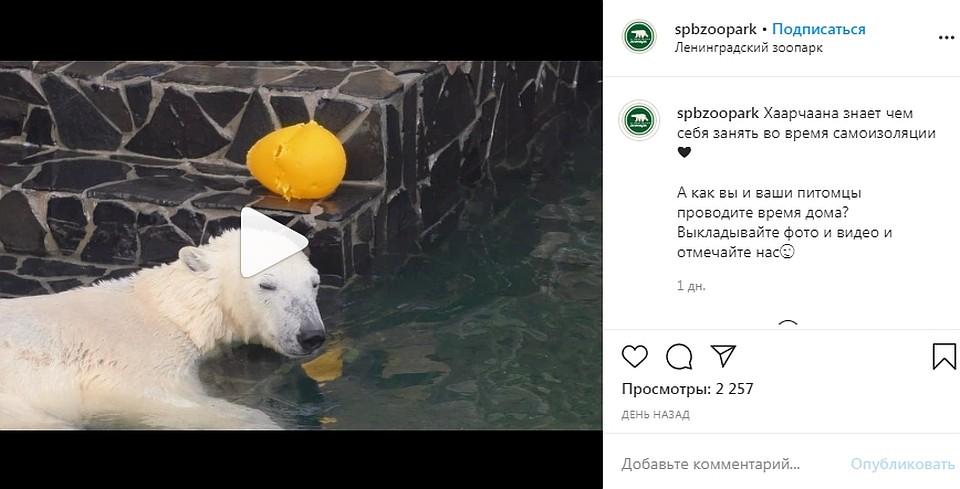 Ленинградский зоопарк показал будни медведицы без посетителей. Фото: instagram.com/spbzoopark
