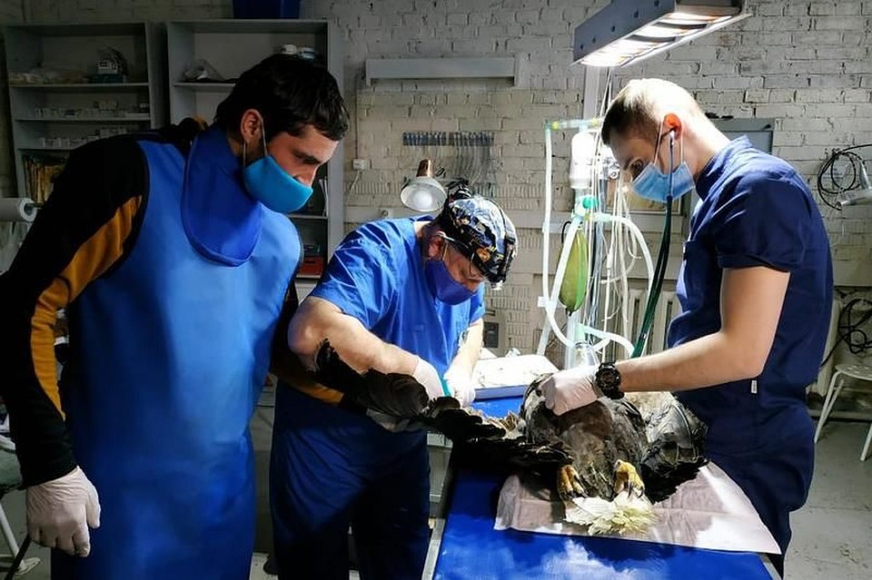 Чтобы спасти орлана, нужна была операция Фото: предоставлено WWF России.