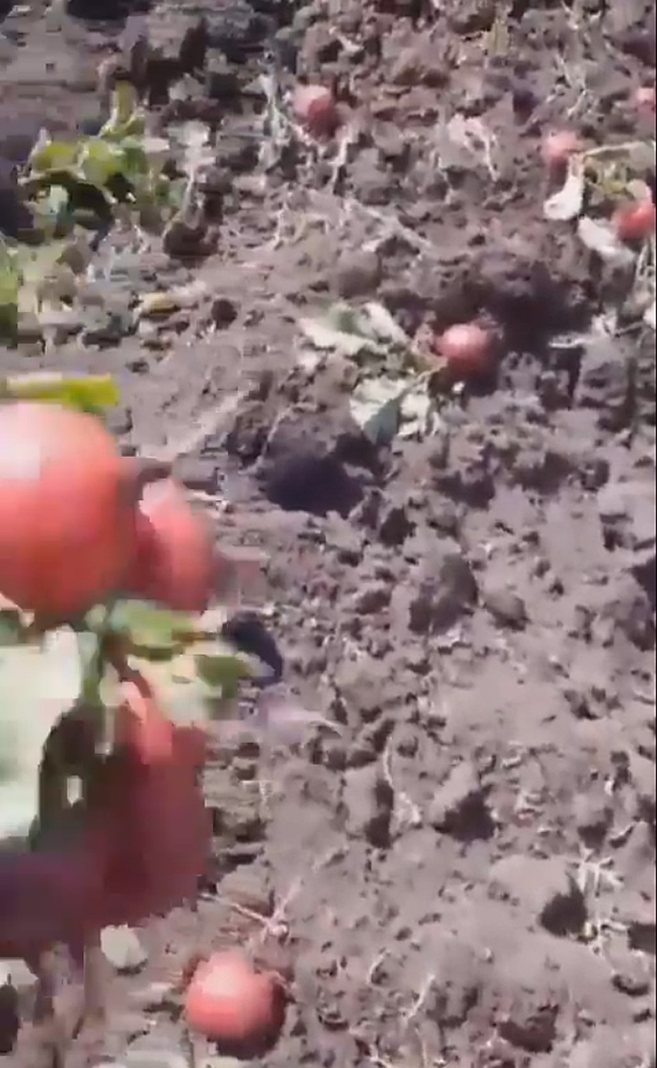 Транспортные ограничения и резкое снижение покупательского спроса стали настоящей катастрофой для производителей ранних овощей
