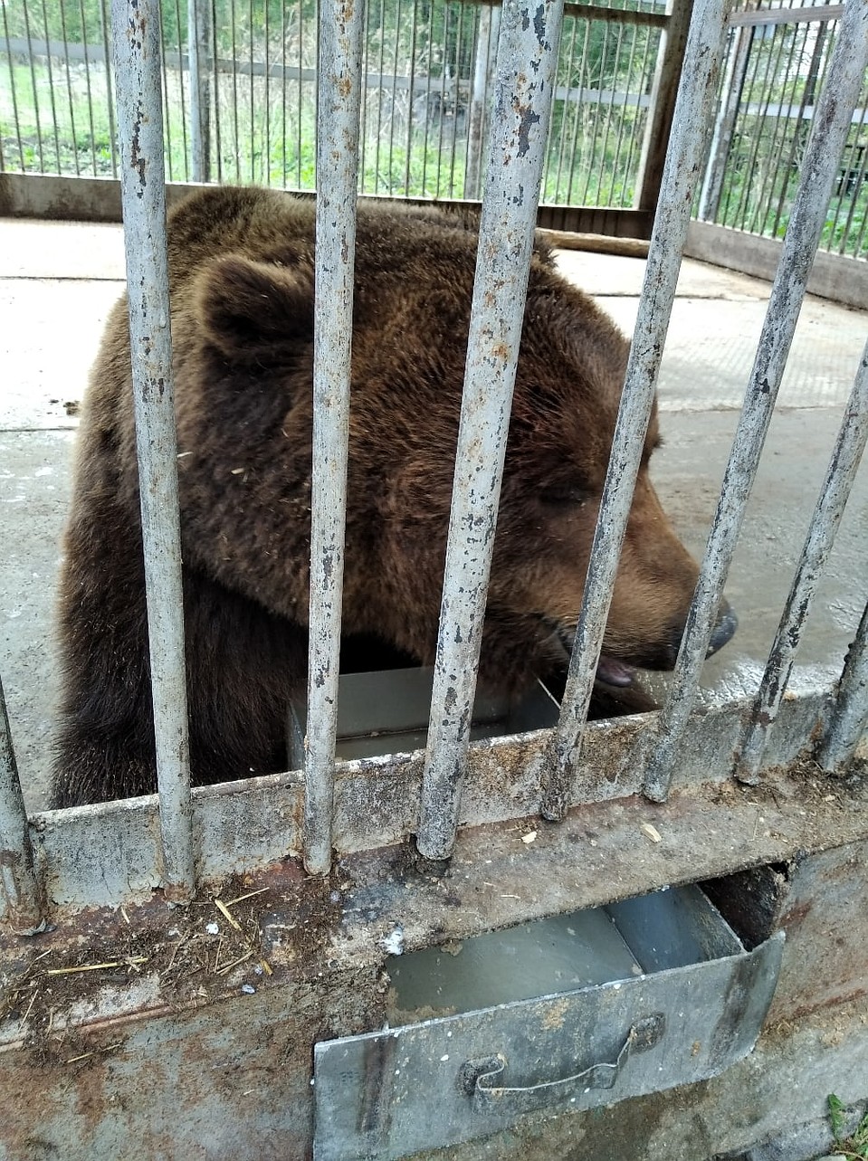 За судьбой животного сейчас следят общественники и зоозащитники. Фото: Гражданский патруль