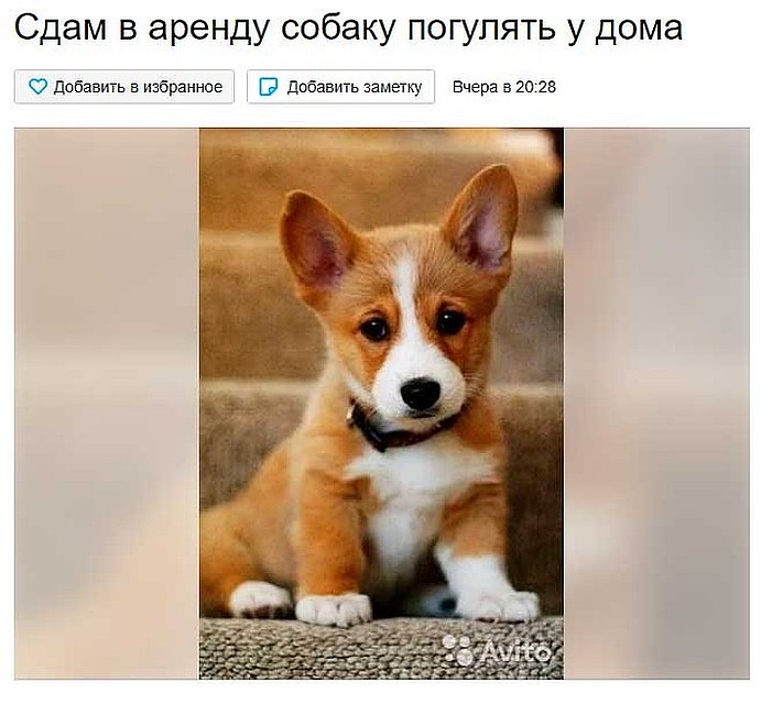 Недавно на просторах сети бушевали страсти вокруг сдачи собак в аренду