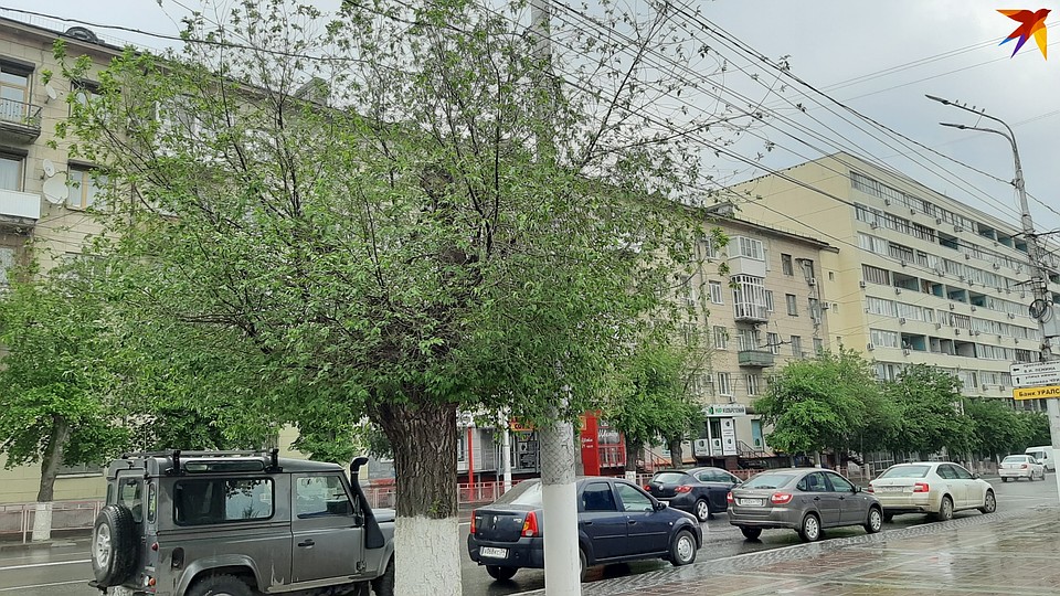 А так выглядят деревья на Краснознаменской, которые "ровняли" к ЧМ-2018. Фото: Екатерина СИМОХИНА