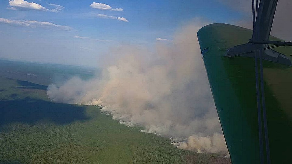 Сейчас ситуация с лесными пожарами в регионе под контролем Фото: Министерство лесного хозяйства