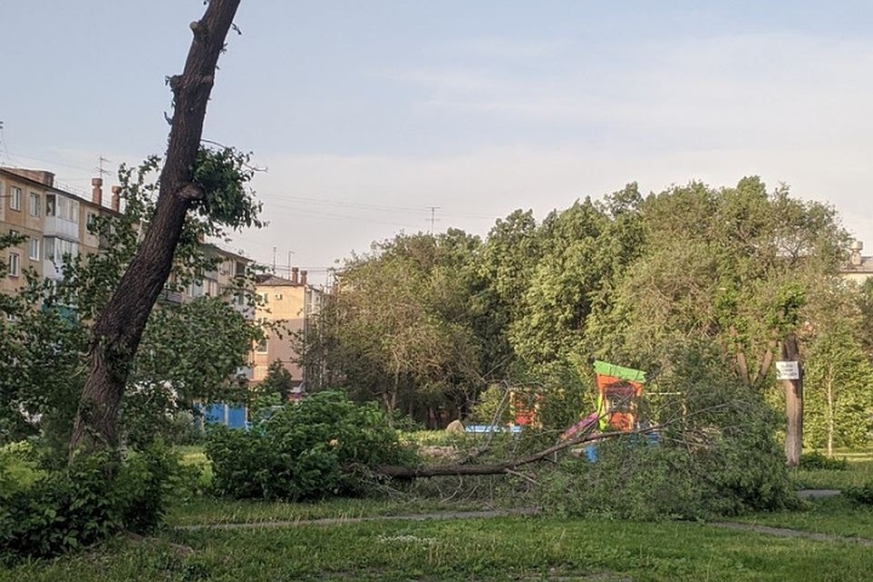 Упавшее дерево на Ленина. Кемерово. Фото: Лариса МАРУЦАК