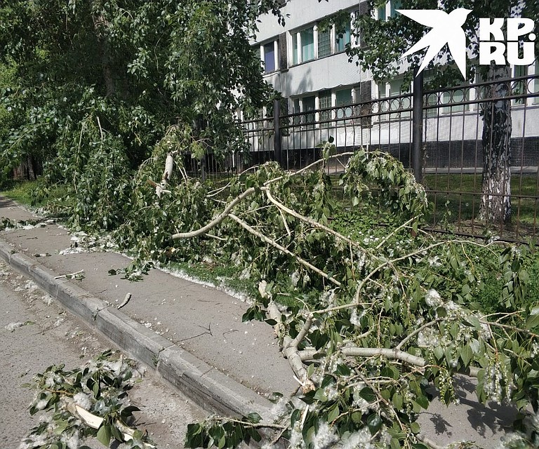 Дерево упало недалеко от станции место «Гагаринская». Фото: Виктория МИНАЕВА