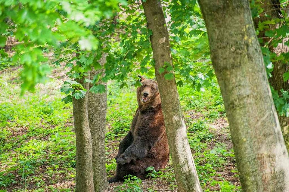 Сяду на пенек... Фото: zoo.md