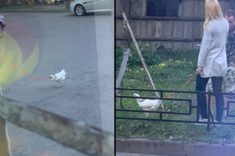 Судя по всему, птичка чувствовала себя вполне спокойно. Фото: vk.com/vasilyevskiyostrov