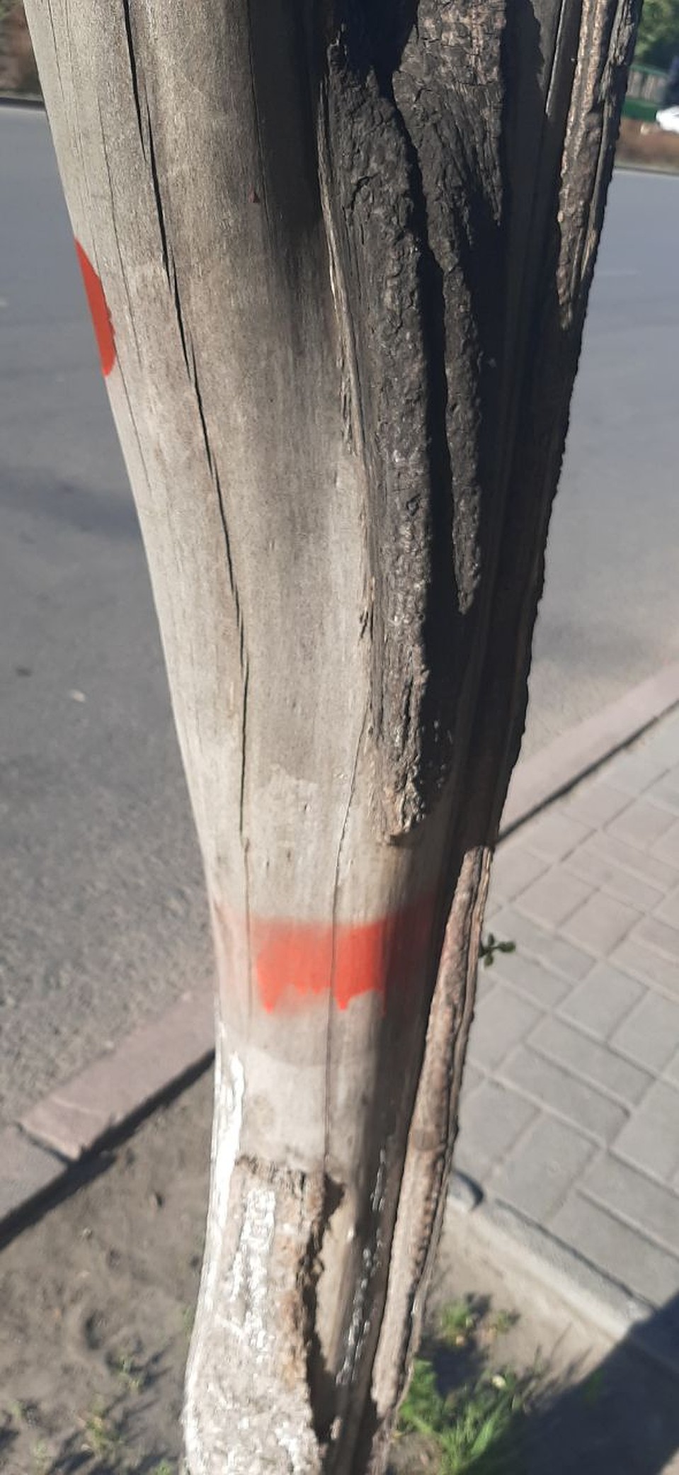 Так помечено дерево, которое подлежит сносу. Фото: администрация Челябинска