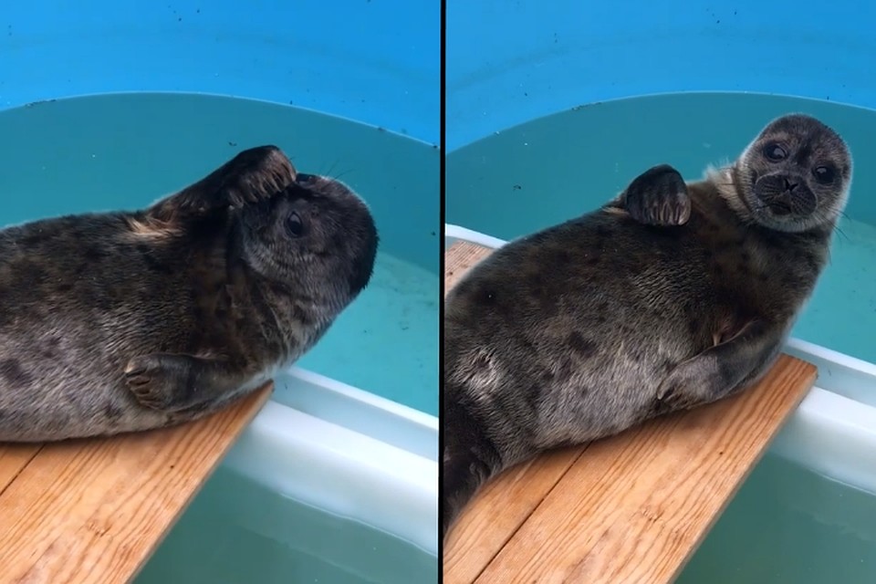 Малышу уже не терпится на свободу. Фото: vk.com/sealrescue