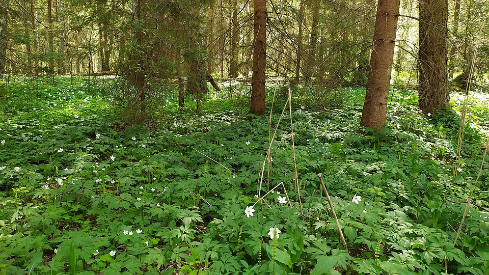 Место, где велись поиски. Фото: предоставлено поисковым отрядом «Идрицкий».