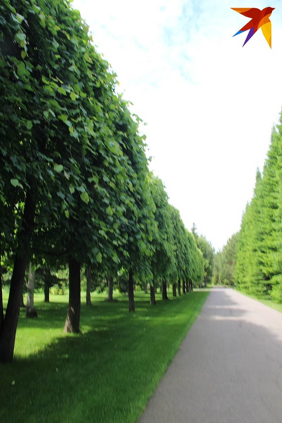 Аллеи дендрария Фото: Лика ИСАЕВА
