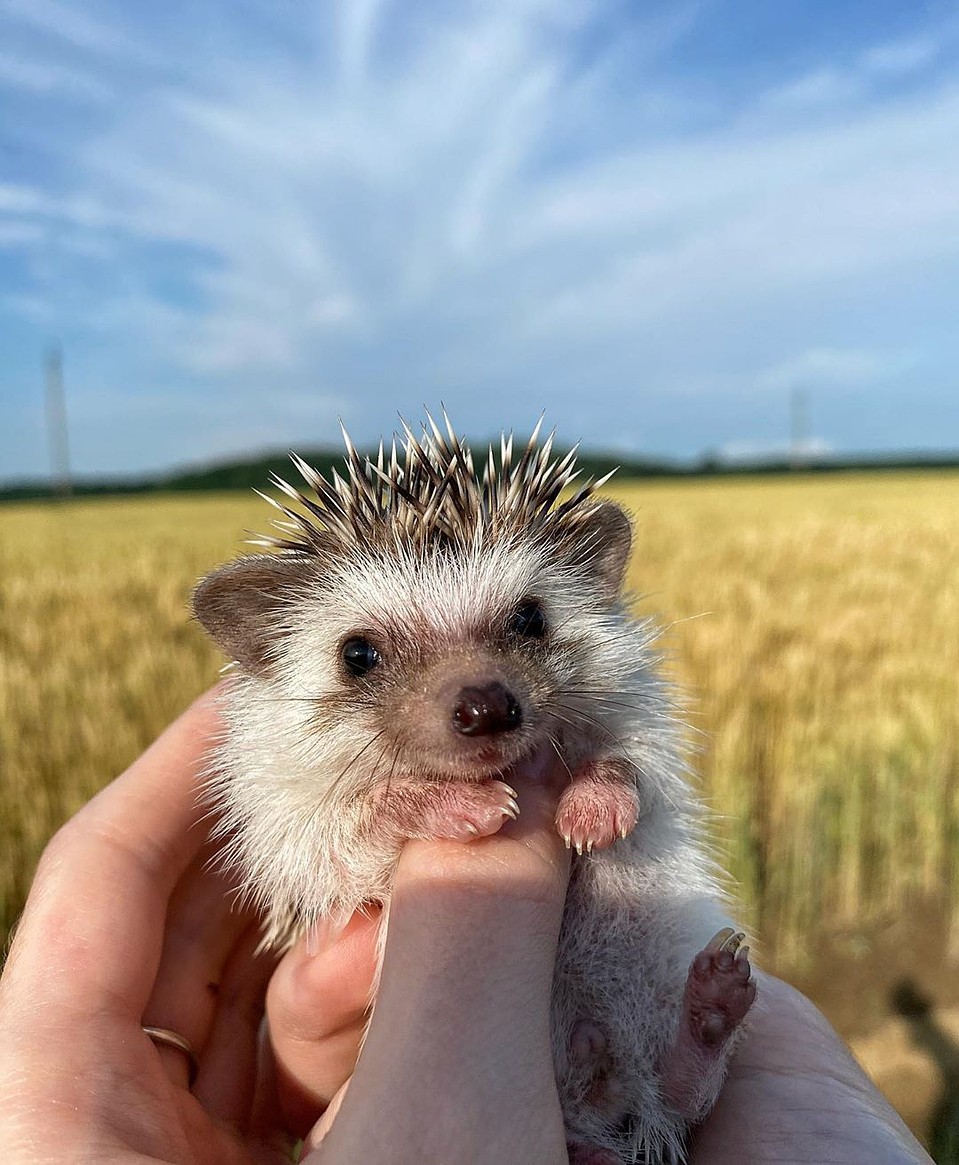 Ежик по имени Бучи. Фото: instagram.com/my_name_is_buchi/
