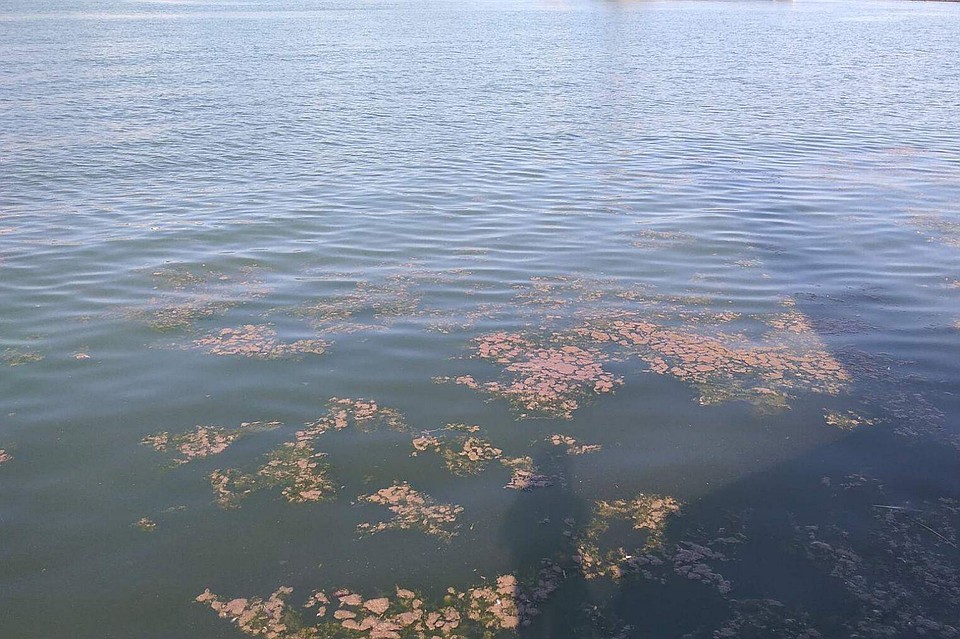 К берегу Черного моря в городской черте Новороссийска прибились какие-то коричневые «лопухи».