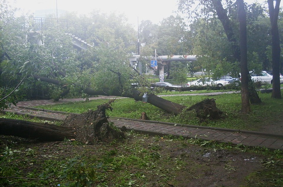 Некоторые деревья вывернуло с корнями. Фото: Наталья НОВИКОВА