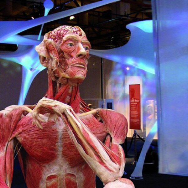 Выставка BODY WORLDS: впервые в России