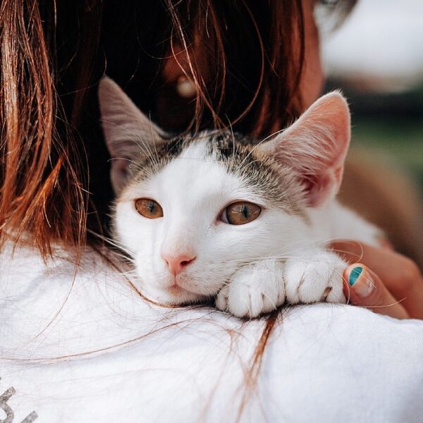 Выставка «Возьми котика из приюта»