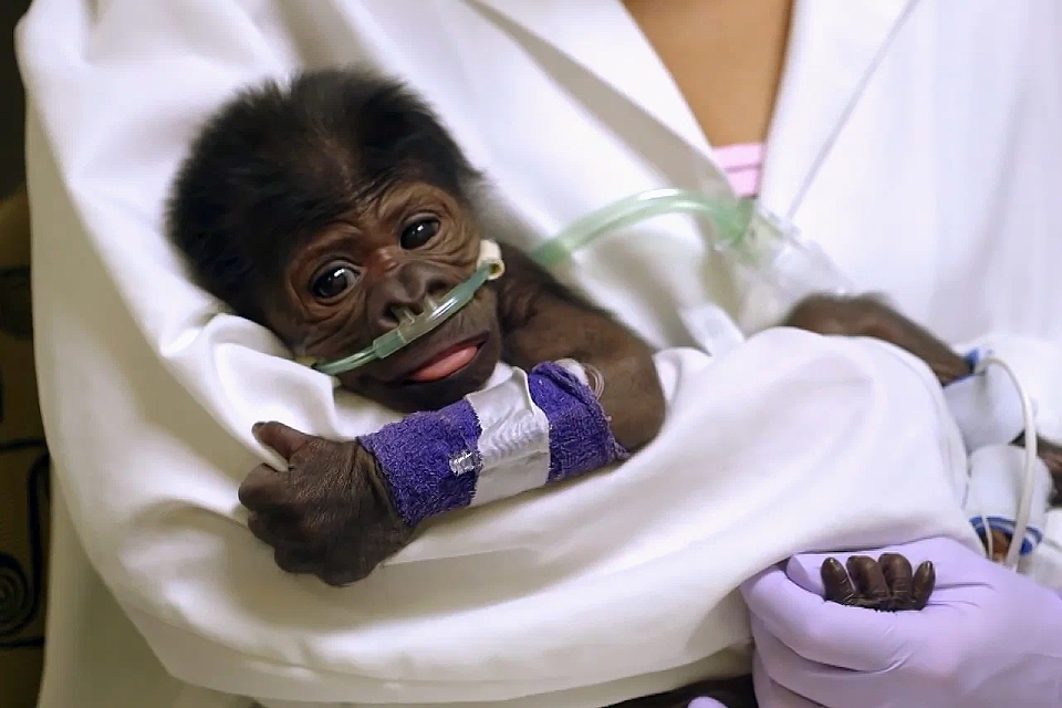 Фильм «Спасти планету»: надежда вымирающих видов на спасение