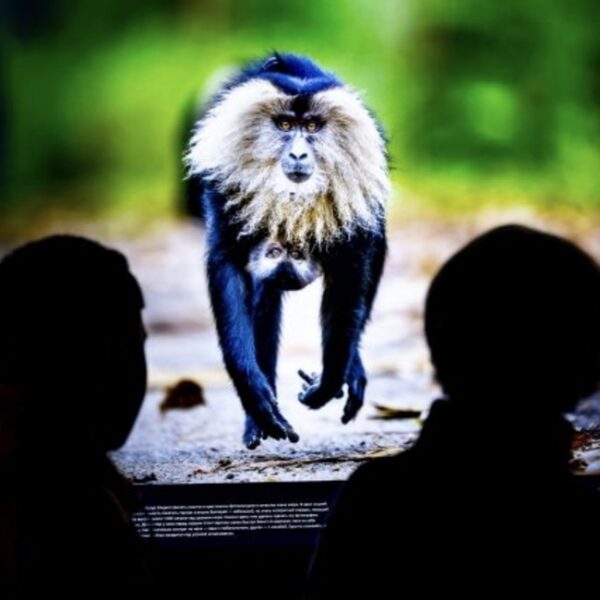 Фестиваль Золотая черепаха