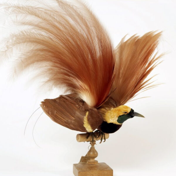 Выставка «100 удивительных животных» в Дарвиновском музее