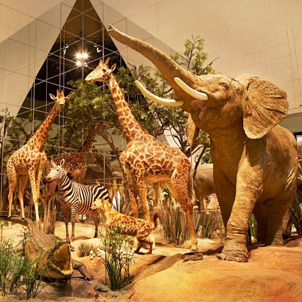 Выставка «Приключения слонов» в Дарвиновском музее