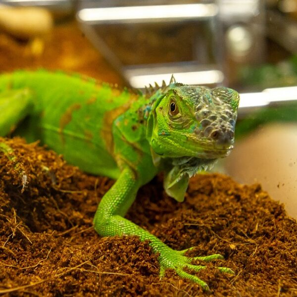 Фестиваль необычной природы «Экзотикум»