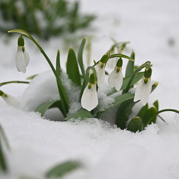 Спектакль «Двенадцать месяцев» в Театре Гоголя