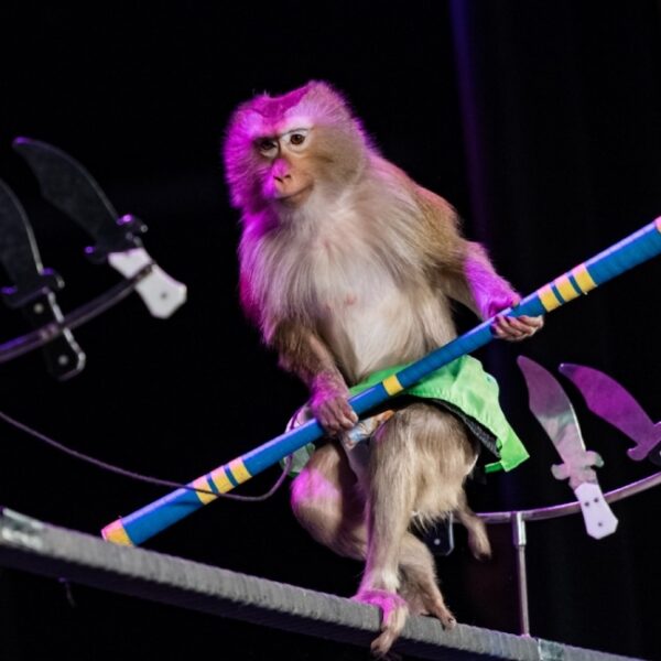 Шоу зверей в театре иллюзии