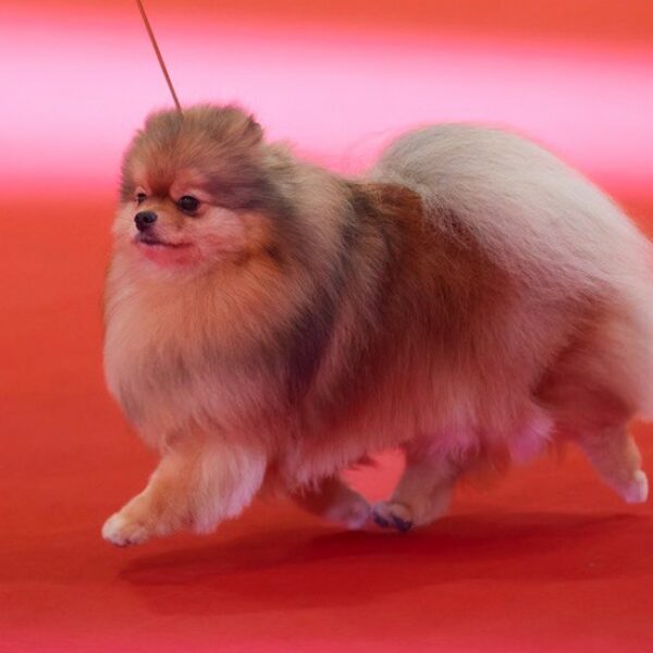 Выставка «Лучшие собаки и кошки России»