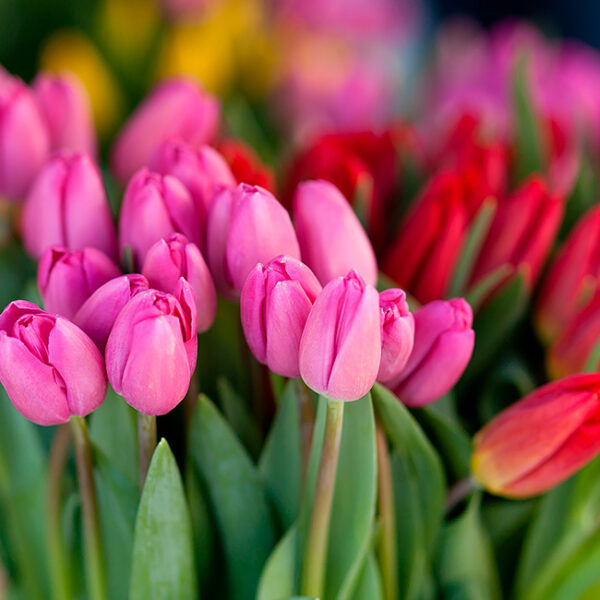 Бесплатные цветы 8 марта