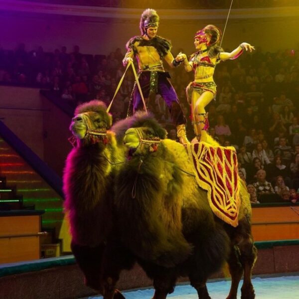Цирковое шоу «Калейдоскоп чудес»
