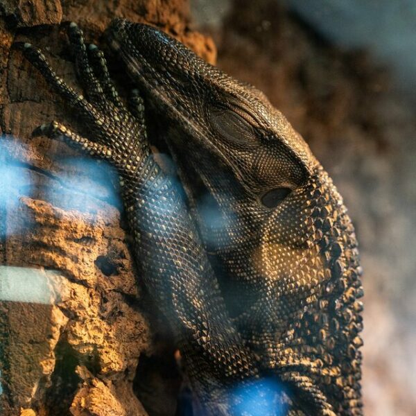 Фестиваль «Рептилиум»