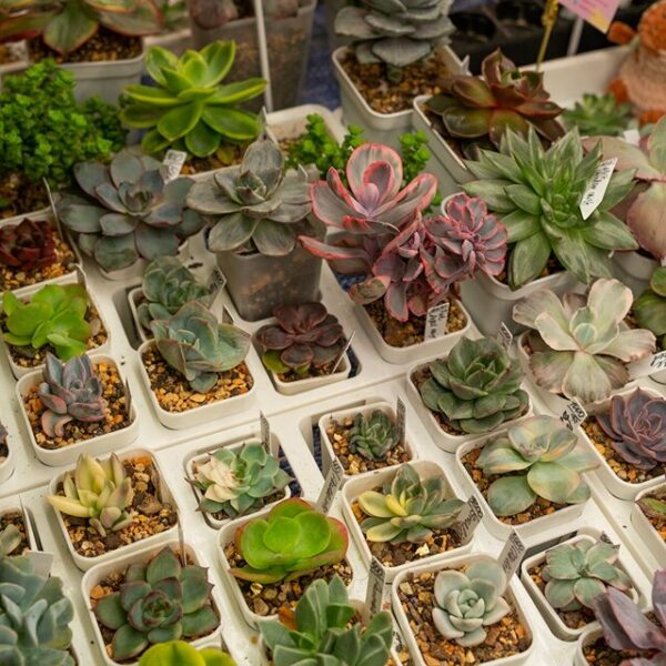 Фестиваль WOW Fest