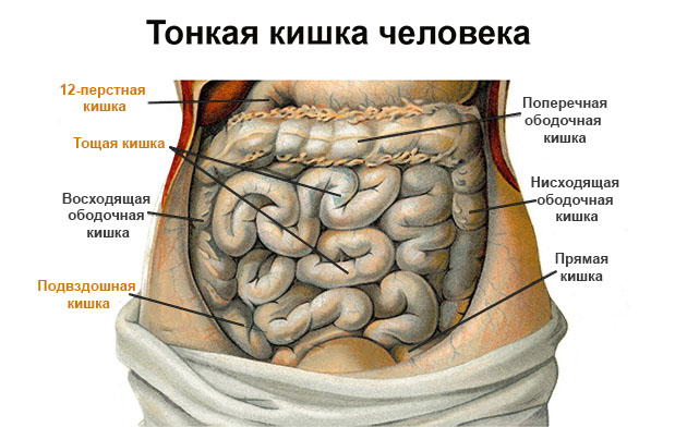 Тонкая кишка человека