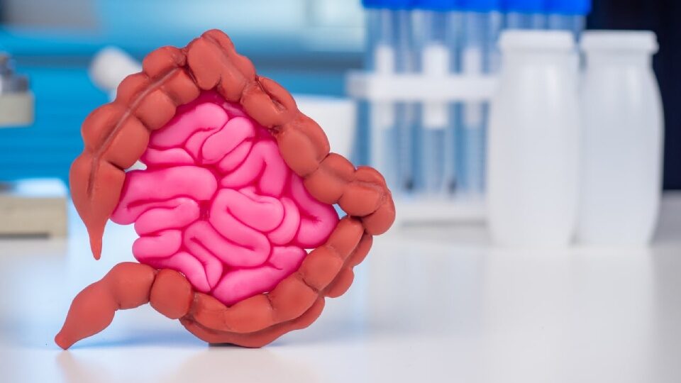 Тонкая кишка человека