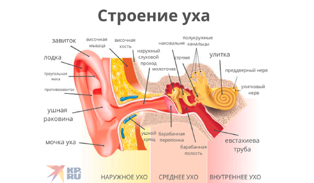 Строение уха