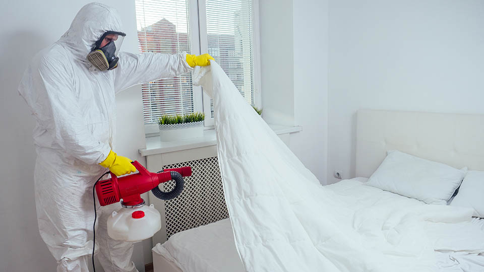 Как избавиться от клопов в квартире и частном доме