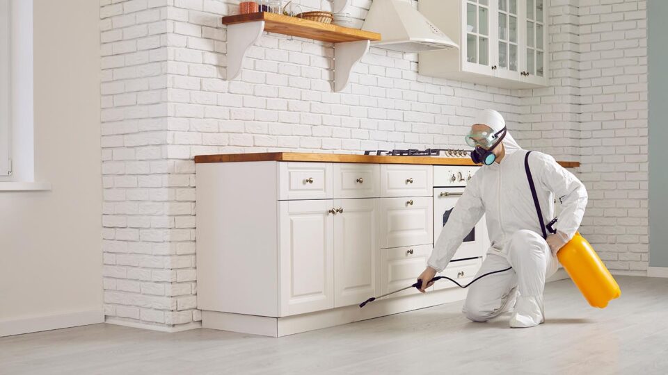 Дезинсекция жилплощади. Фото: Studio Romantic / Shutterstock / Fotodom