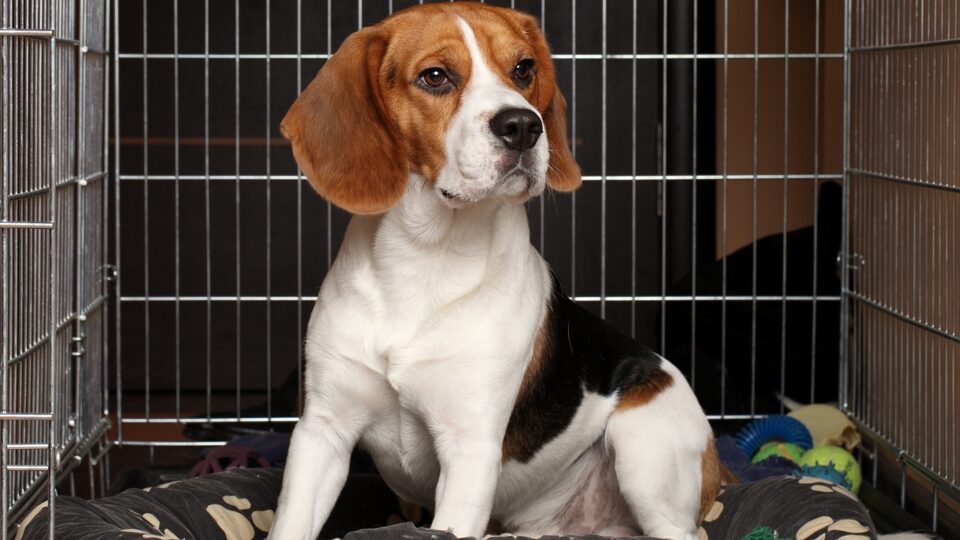 Лучшие вольеры для собак в 2025 году