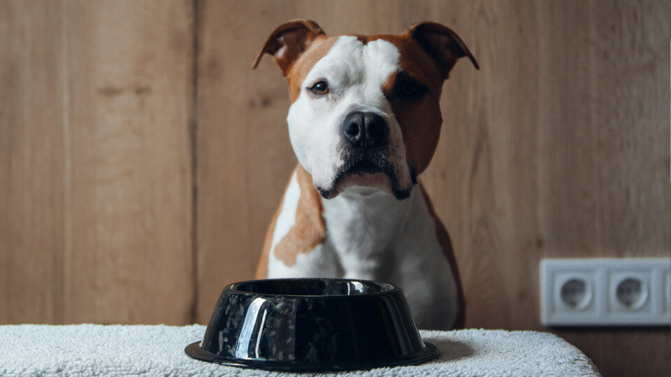 12 лучших консервов для собак в 2025 году