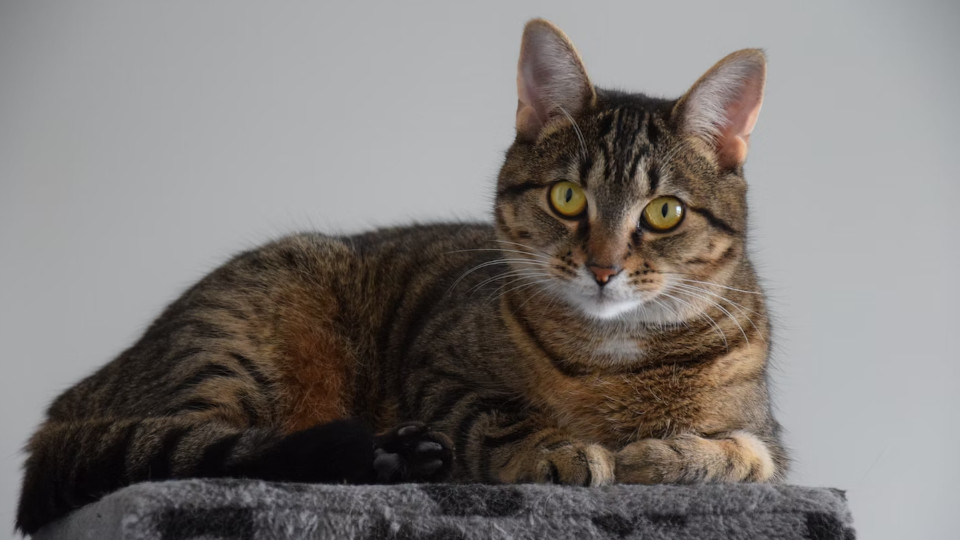 10 лучших автоматических лотков для кошек в 2025 году