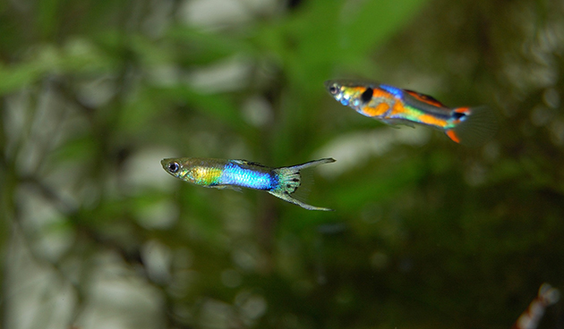Рыбки гуппи
