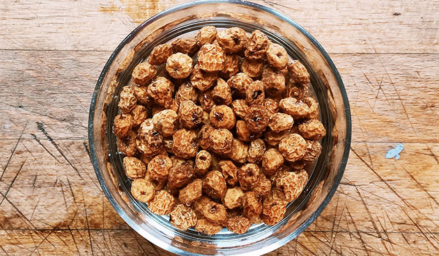 Клубеньки растения Cyperus esculentus