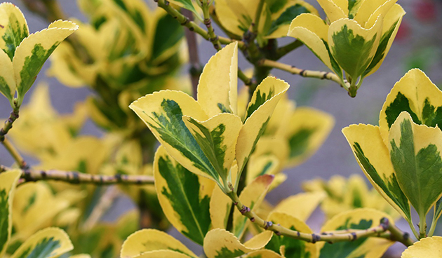 Бересклет Форчуна (Euonimus foptunei)