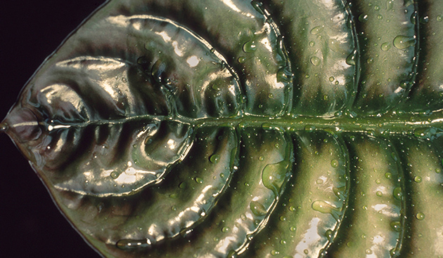 Алоказия медно-красная (Alocasia cuprea)