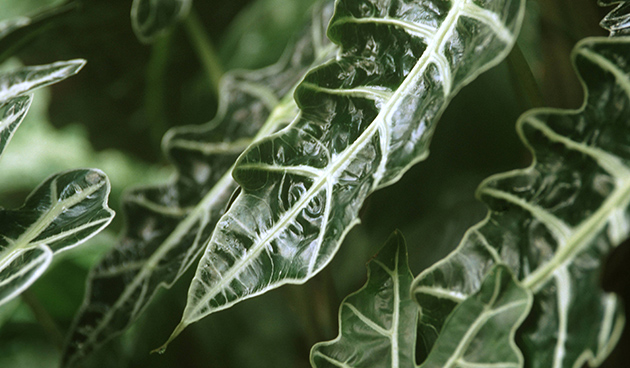 Алоказия Сандера