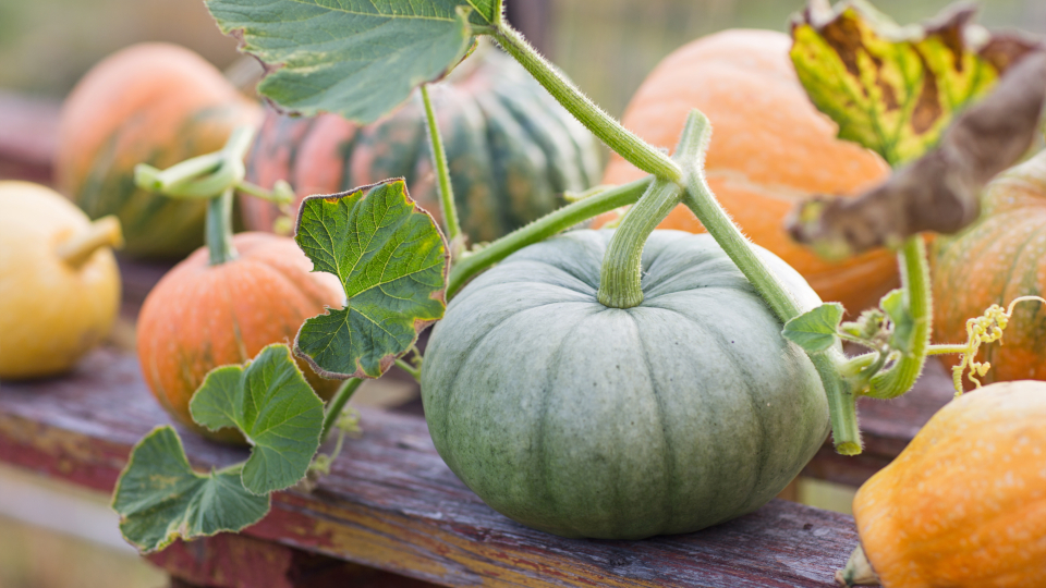 Лунный посевной календарь садовода и огородника на сентябрь 2026 года