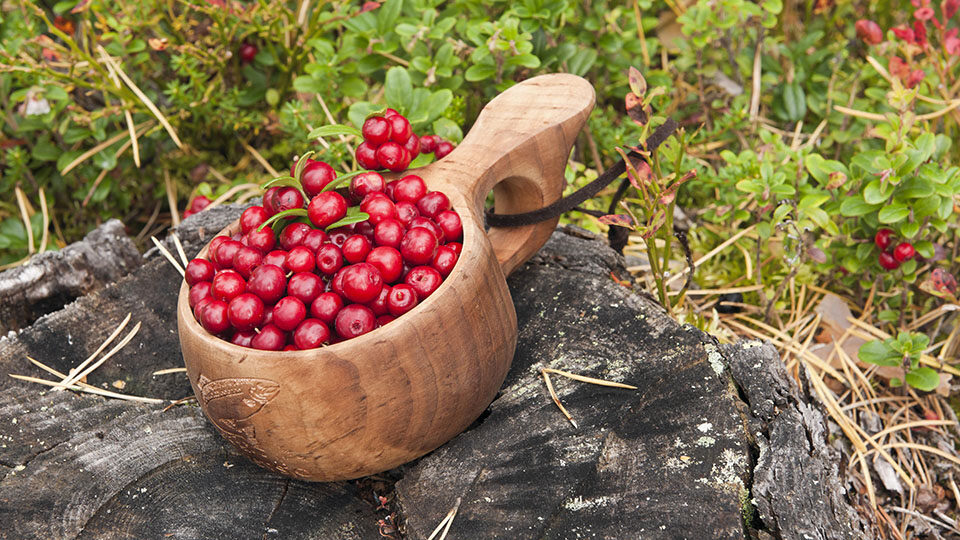 Брусника: польза и вред для здоровья