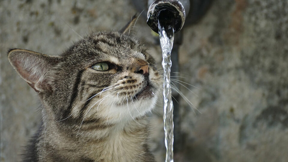 Как помочь кошке в жару